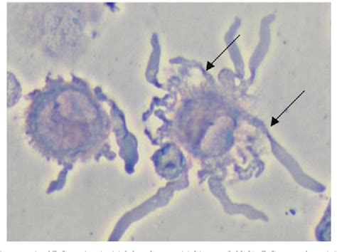 [PDF] Observation of dendritic cell morphology under light, phase ...