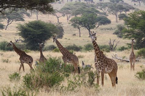 Best time to visit Tarangire National Park | Tarangire National Park Safaris