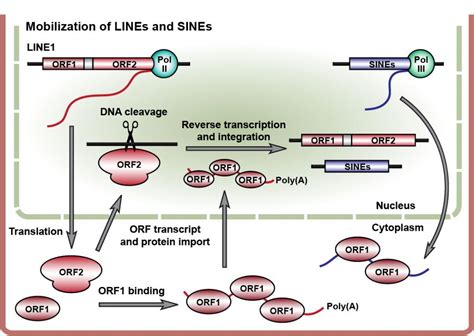 Cell Free DNA - DAntes Design