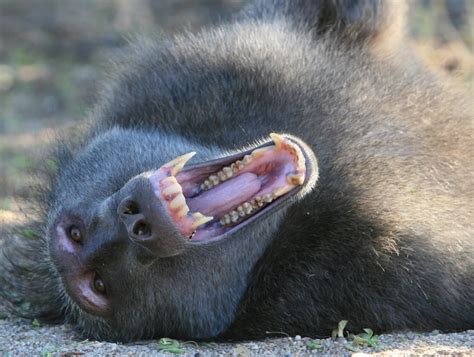 Baboon Attack Human