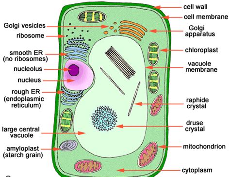 Science Doing: Cell: Multicellularity In A New Perspective