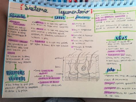 Sistema Tegumentario | Cosas de enfermeria, Anatomia y fisiologia ...