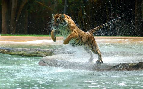 Bengal tiger jumping on body of water HD wallpaper | Wallpaper Flare