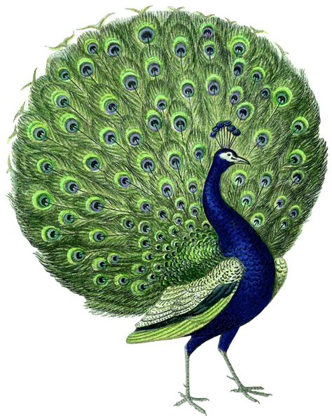 Vintage Peacock - 1500x1895 Wallpaper - teahub.io