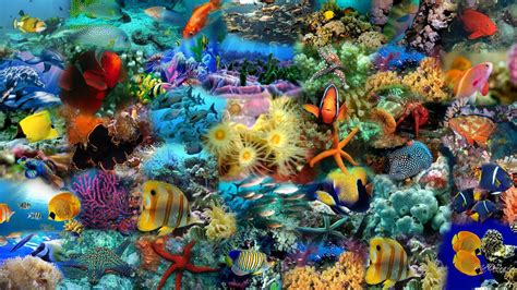 Colorful Fish Wallpapers - Top Free Colorful Fish Backgrounds - WallpaperAccess