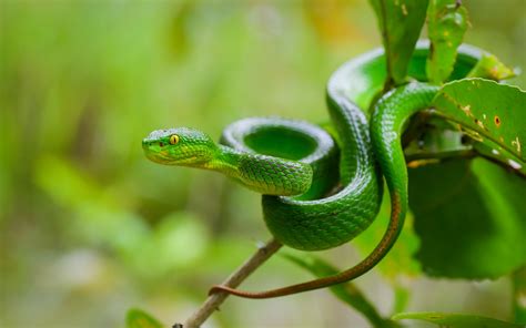 Download wallpaper 3840x2400 snake, eyes, glance, leaves, green, macro 4k ultra hd 16:10 hd ...