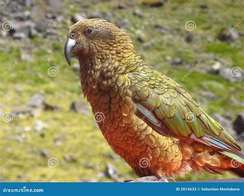 Kea Bird stock image. Image of mountain, bird, zealand - 2814633