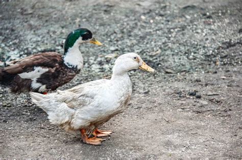 A free-range duck farm with a flock of birds. Ducks, geese and drakes walk around the farm. Copy ...