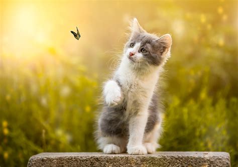 cat, Animals, Insect, Nature, Butterfly Wallpapers HD / Desktop and Mobile Backgrounds