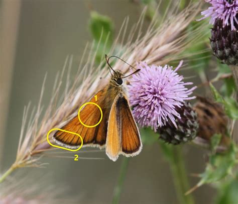 Skipper Butterfly Identification - WingSearch2020