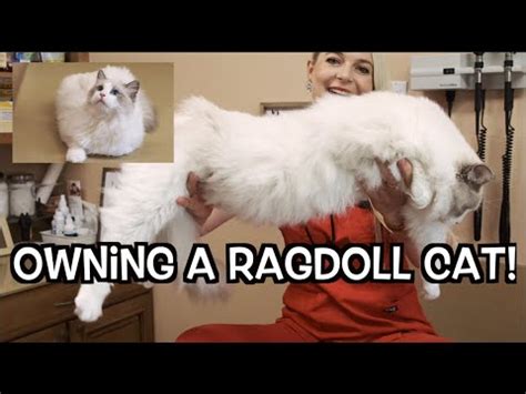 Ragdoll Cat Size Chart