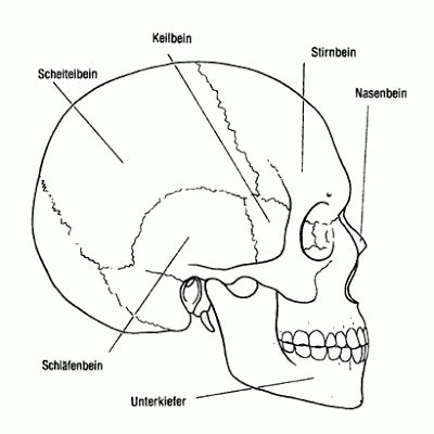 Coloring Pages | Skull Coloring Pages Anatomy