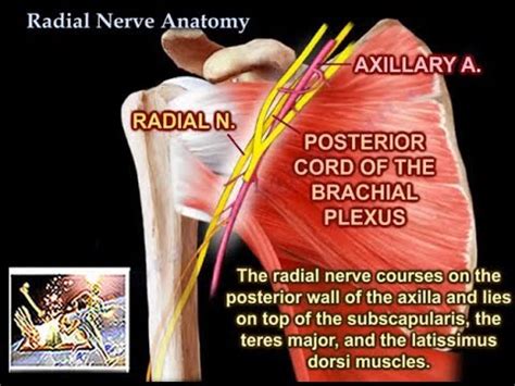 Radial Nerve Anatomy - Anatomical Charts & Posters