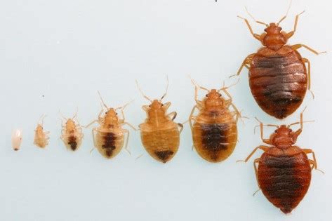 The Life Cycle of the Bed Bug: Understanding Home Pests