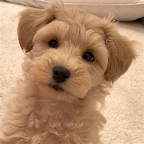 Our little Jasper—Apricot schnoodle from Growingpuppies.com | Dog ...