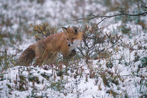 Early Snow — Red Fox by Thomas D. Mangelsen