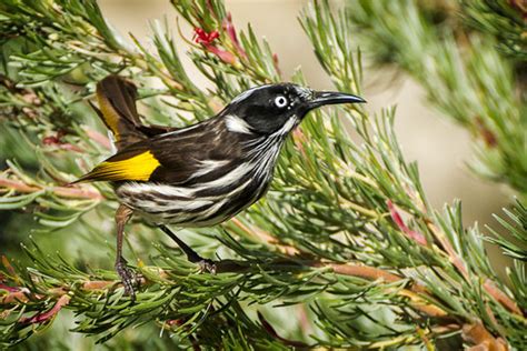 Honeyeater Images – Browse 3,335 Stock Photos, Vectors, and Video ...