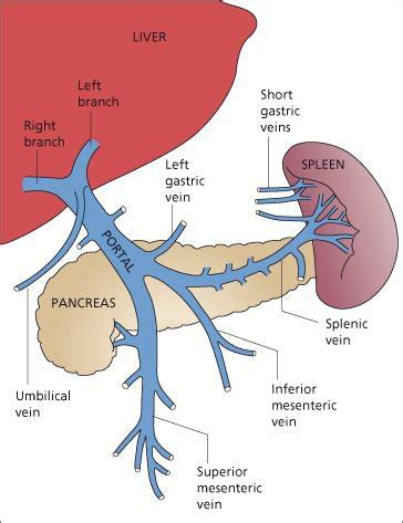 What does the aorta and ivc are patent mean? - Quora