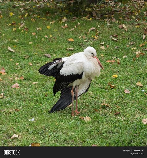 Little Stork Stands Image & Photo (Free Trial) | Bigstock