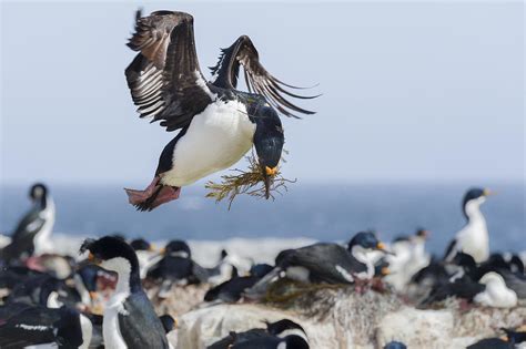 Blue-eyed Shag Carrying Nesting Material Photograph by John Shaw - Pixels