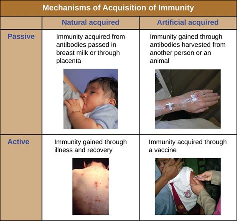 Active And Passive Humoral Immunity