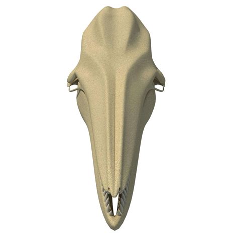 Dolphin Skull - 3D Model by 3D Horse