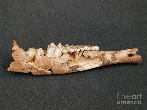 Deer Jaw Bone Fossil Photograph by Javier Trueba/msf/science Photo ...