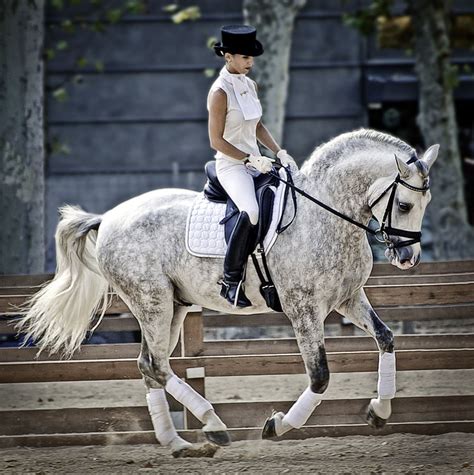 A beautyful lady riding a beautyful horse | Horses, Dressage, Dressage ...