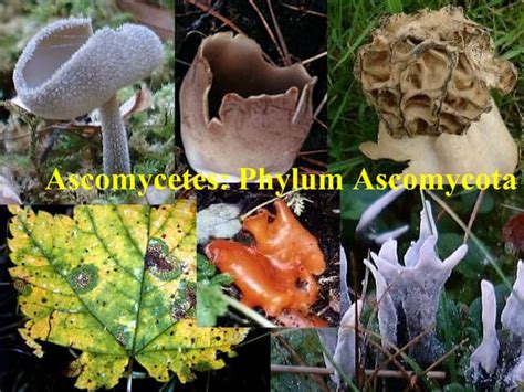 Ascomycota Fungi Examples