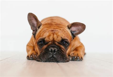 Best Short-Haired Dogs for Your Family | Reader's Digest