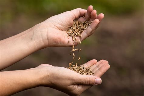 Returning Native Seeds to Their Roots | Civil Eats