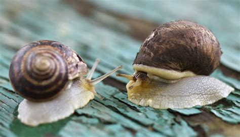 Cone snail venom may harbour cancer and addiction cure | Science ...