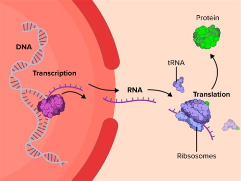 Flexi answers - What are the steps of the central dogma? | CK-12 Foundation