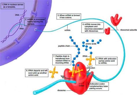 biochemistry - What is the difference between gene expression and protein synthesis? - Biology ...