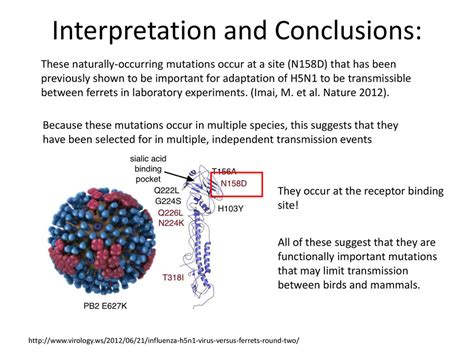 What makes H5N1 Avian influenza “Avian” - ppt download