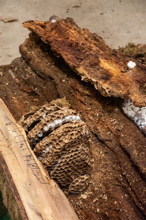 New video shows scientists digging out 'murder hornets' from nest | KATU