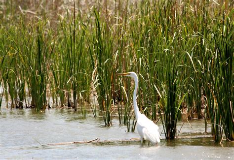 Great White Heron In Reeds Free Stock Photo - Public Domain Pictures