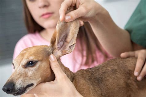 How to Clean Your Dachshund’s Ears - For My Dachshund