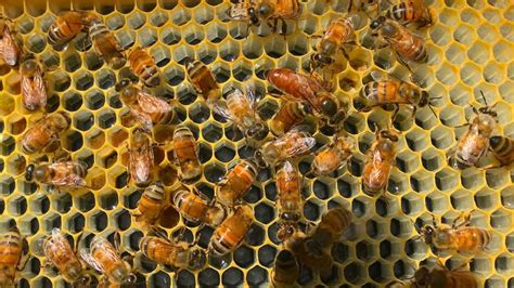 Watch How A Honey Bee Queen Lays Her Eggs - Local Honey From St. Augustine