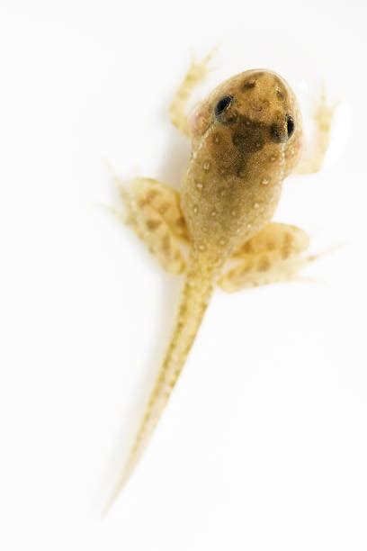 Tadpole Pictures, Images and Stock Photos - iStock