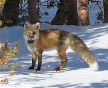 Sierra Nevada Red Fox in Yosemite National Park - Yosemite National Park (U.S. National Park ...