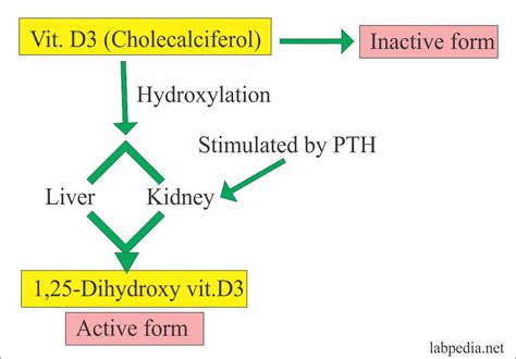 Vitamin D (Vitamin D2 and D3) - Labpedia.net