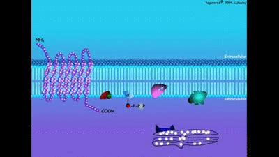 G-Protein Coupled Hormone Signal Transduction on Make a GIF