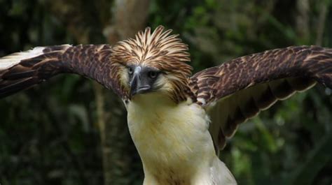 Philippine Eagle Facts | Philippine Eagle Diet, Habitat, Behavior