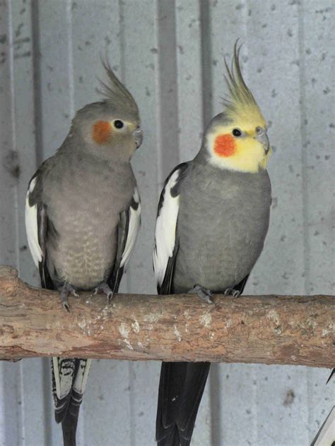 Normal Grey Cockatiels What is a Mutation | Cockatiel, Pet birds, Cute ...