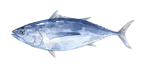 Dribbble - tuna.jpg by david scheirer