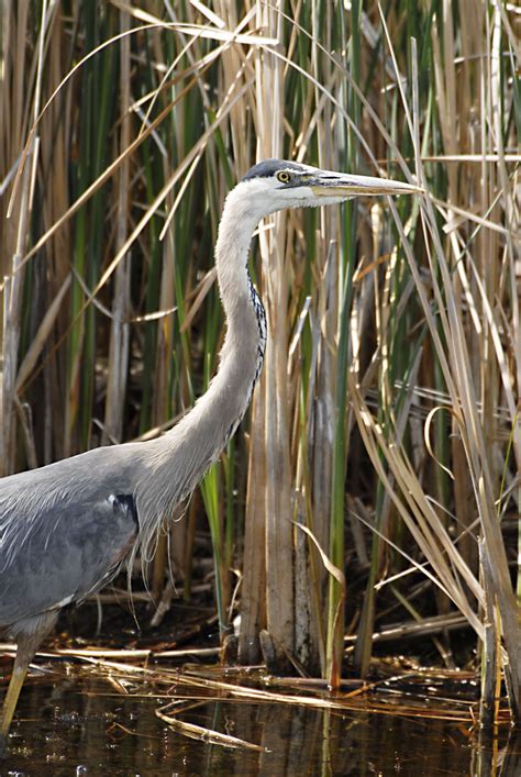 Wildlife of Nevada | Lifestyles | elkodaily.com