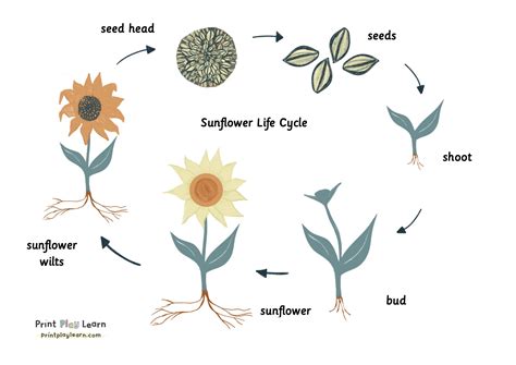 Sunflower Plant Lifespan | Best Flower Site