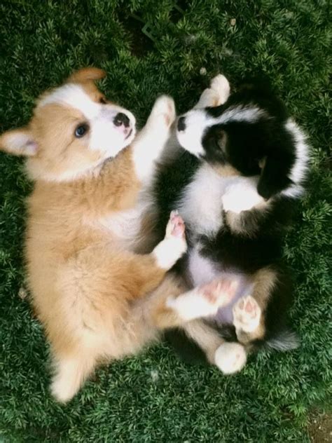 382 best Border Collie Babies images on Pinterest | Animals dog, Cutest animals and Cutest dogs