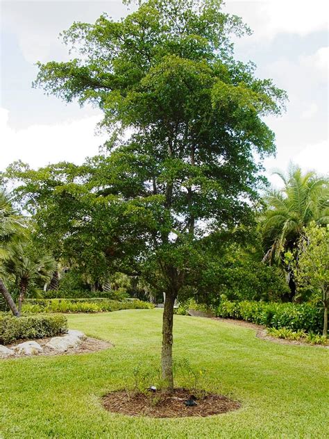 Shady Lady Black Olive Trees Add Zen to Florida Landscapes - ArtisTree ...